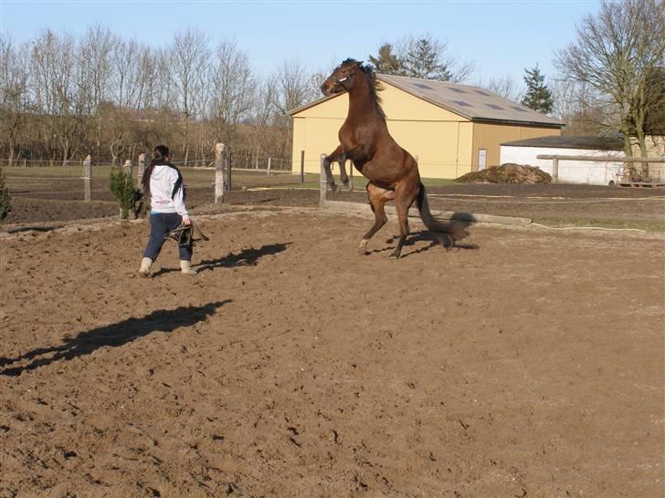 Dansk Varmblod Lianna billede 1