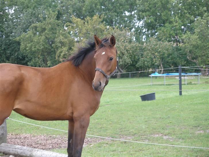 Dansk Varmblod Lianna billede 2