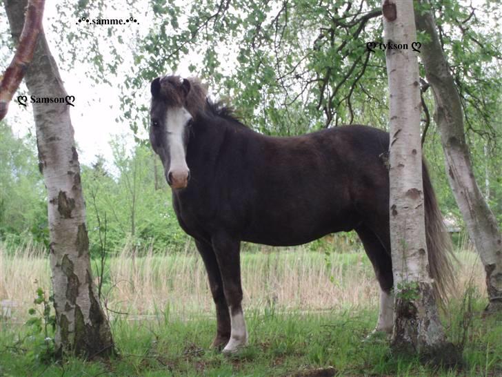 Welsh Mountain (sec A)  Samson R.I.P †<3 billede 1