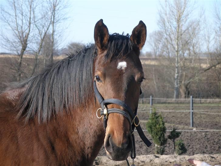 Dansk Varmblod Lianna billede 3