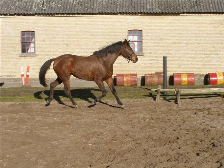 Dansk Varmblod Lianna billede 4