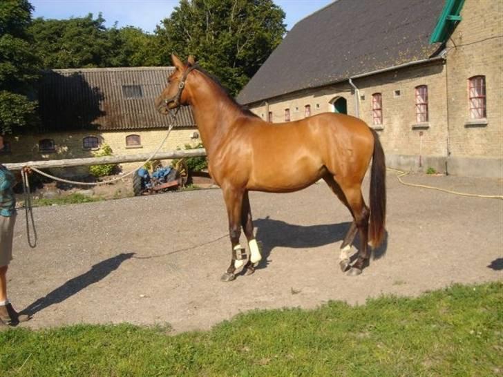 Dansk Varmblod Lianna billede 5