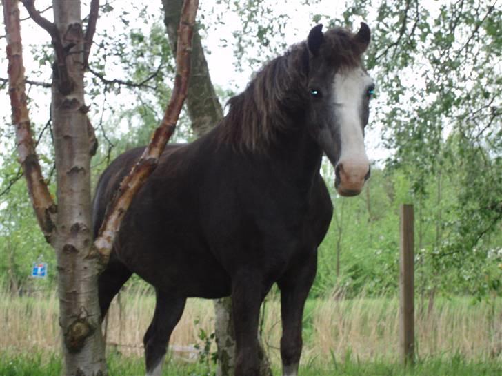 Welsh Mountain (sec A)  Samson R.I.P †<3 billede 2