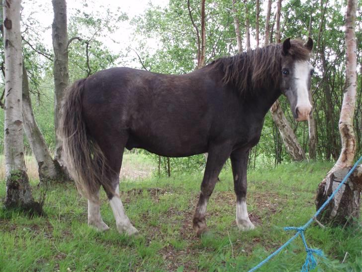 Welsh Mountain (sec A)  Samson R.I.P †<3 billede 3