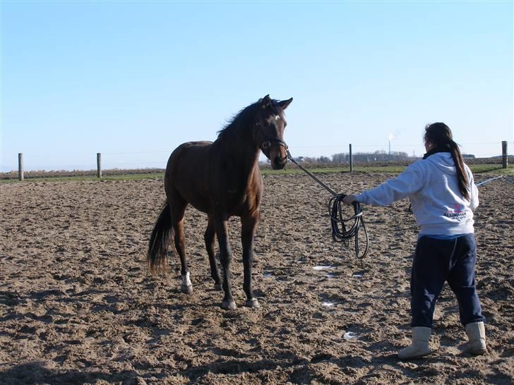 Dansk Varmblod Lianna billede 7