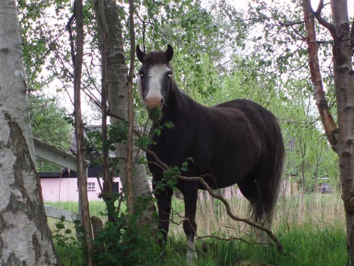 Welsh Mountain (sec A)  Samson R.I.P †<3 billede 4