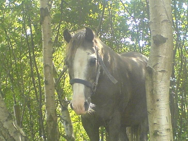 Welsh Mountain (sec A)  Samson R.I.P †<3 billede 5