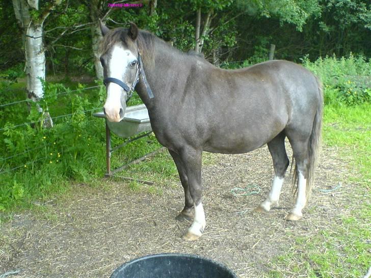 Welsh Mountain (sec A)  Samson R.I.P †<3 billede 6