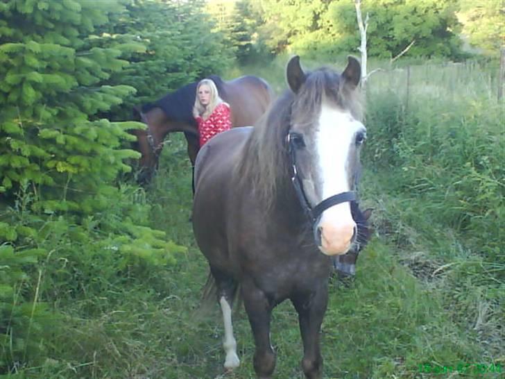 Welsh Mountain (sec A)  Samson R.I.P †<3 billede 7