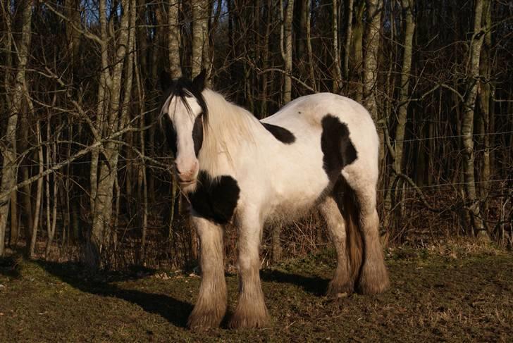 Tinker Katinka billede 7