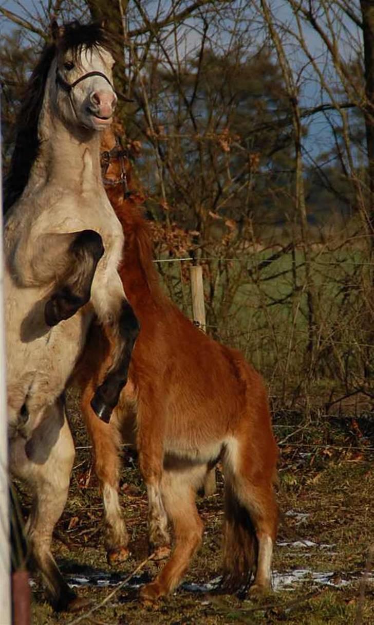 Welsh Mountain (sec A) Clausholm Donatello - Tello og Lurifax leger feb 09 billede 8