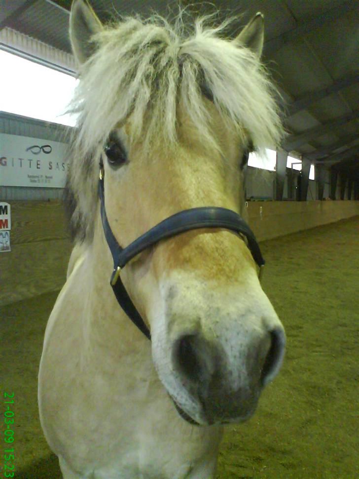 Fjordhest Thamas Hedebo - Thamas miin dejlige gudeskønne pony <3  billede 1