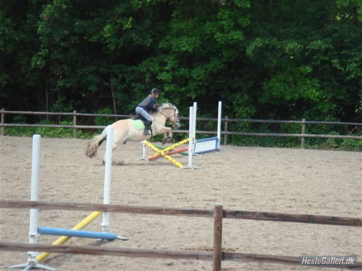 Fjordhest Thamas Hedebo billede 2