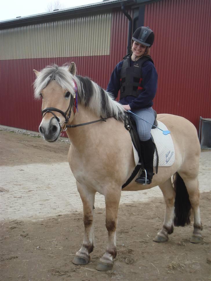 Fjordhest Thamas Hedebo billede 3