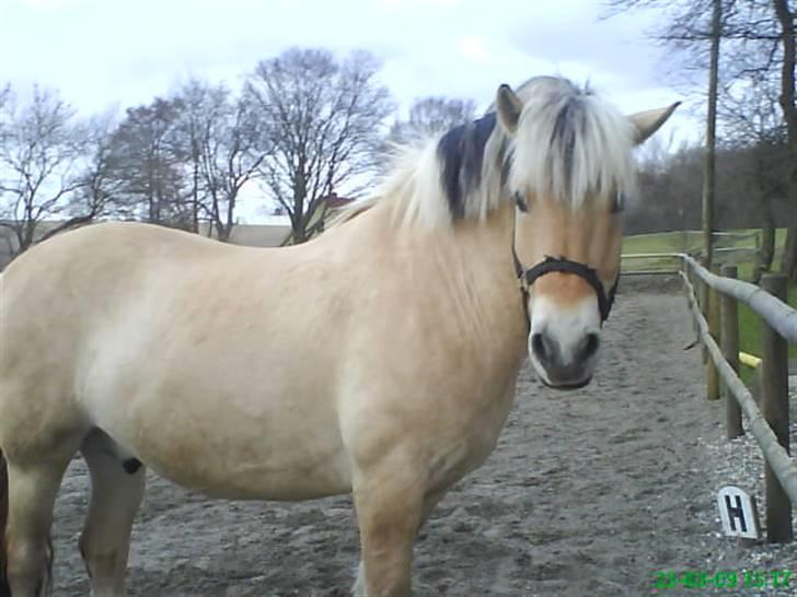 Fjordhest Thamas Hedebo - Er jeg ikk lækker :P billede 4