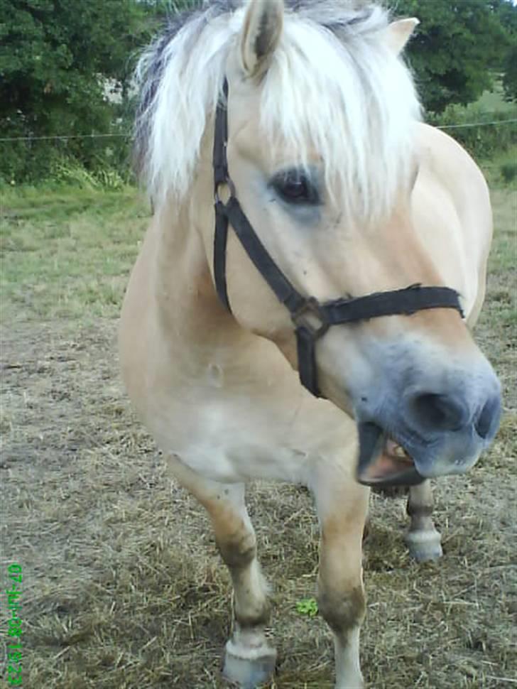 Fjordhest Thamas Hedebo - Heeh se min læbe <3 billede 5