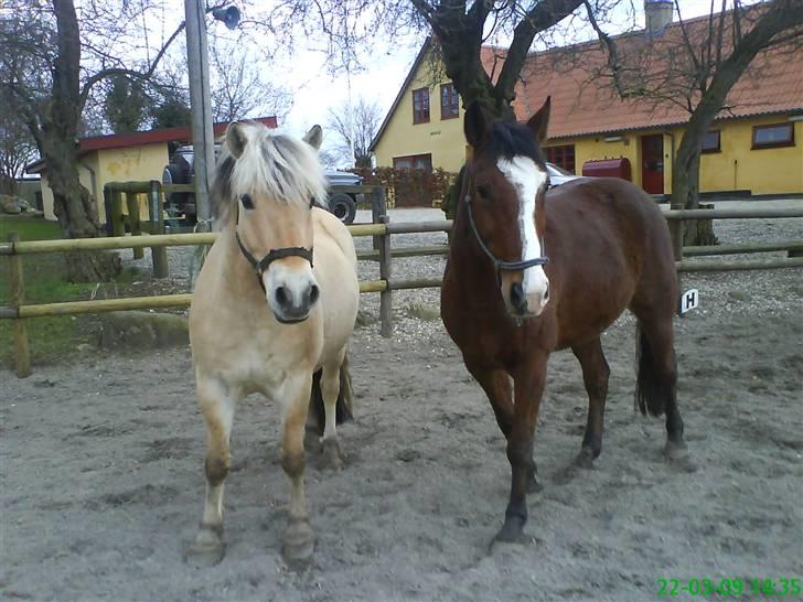 Fjordhest Thamas Hedebo billede 6
