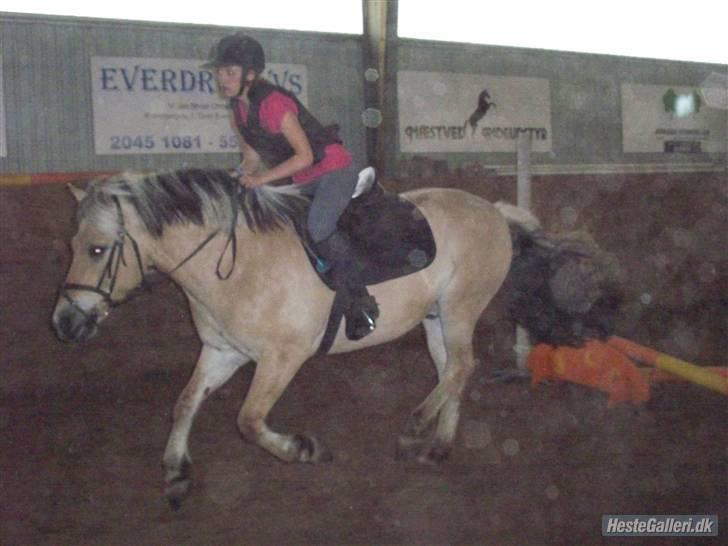 Fjordhest Thamas Hedebo - Foto: Amanda :P billede 7