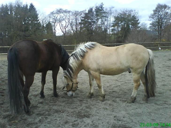 Fjordhest Thamas Hedebo billede 8