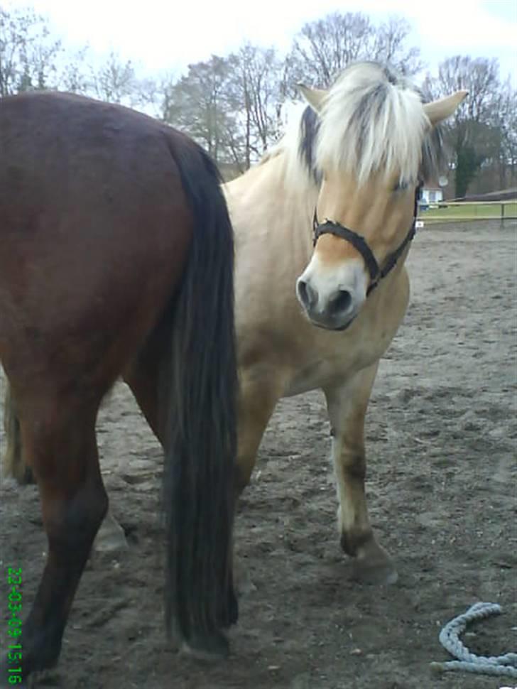 Fjordhest Thamas Hedebo billede 9