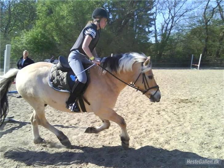 Fjordhest Thamas Hedebo - Foto: Amanda :P billede 11