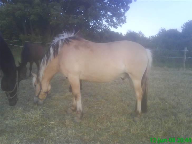Fjordhest Thamas Hedebo billede 12