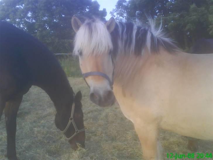 Fjordhest Thamas Hedebo billede 13