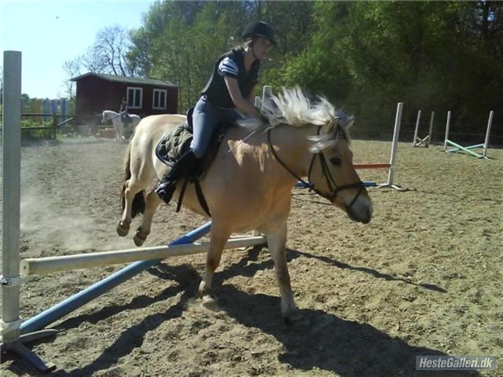 Fjordhest Thamas Hedebo - Foto: Amanda :P billede 14