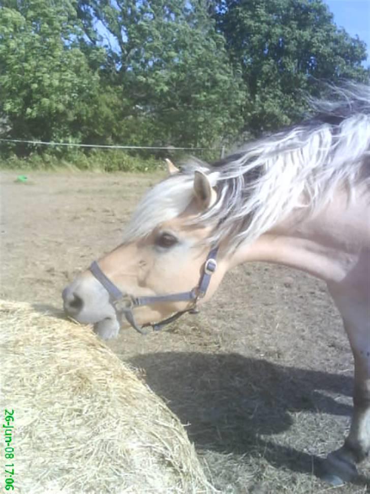 Fjordhest Thamas Hedebo billede 15