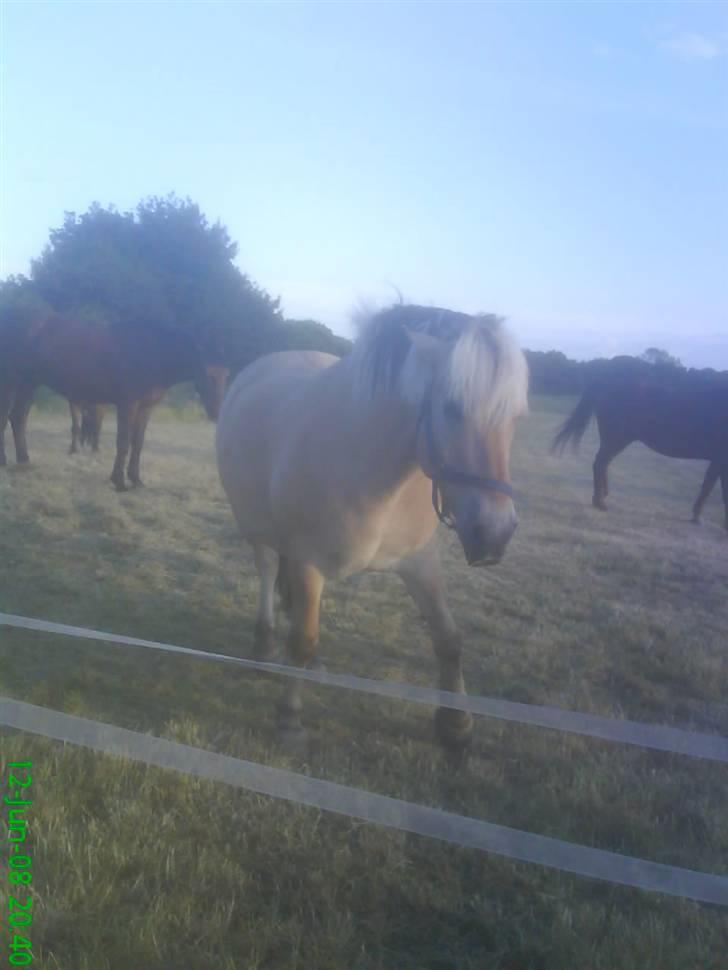 Fjordhest Thamas Hedebo billede 16