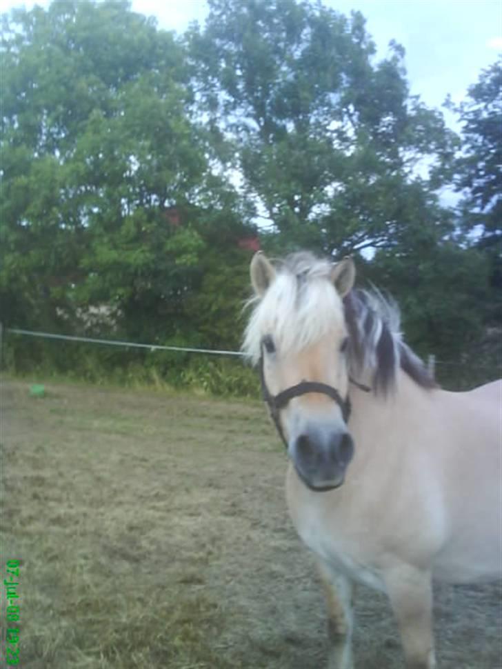 Fjordhest Thamas Hedebo billede 17