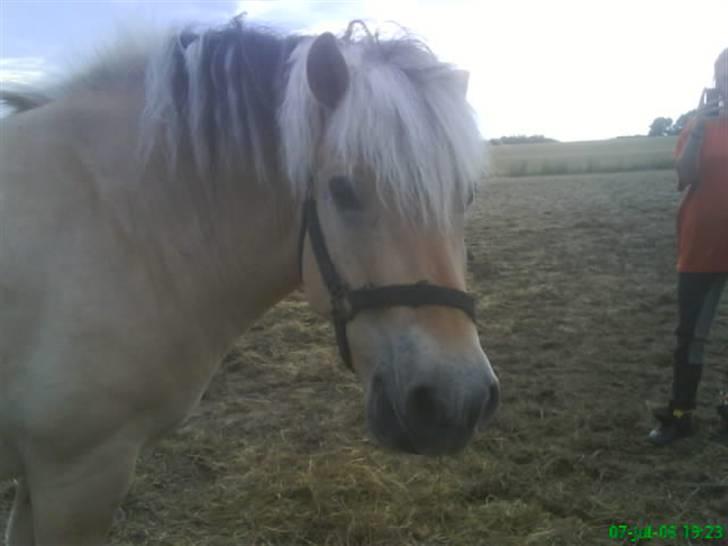 Fjordhest Thamas Hedebo billede 18