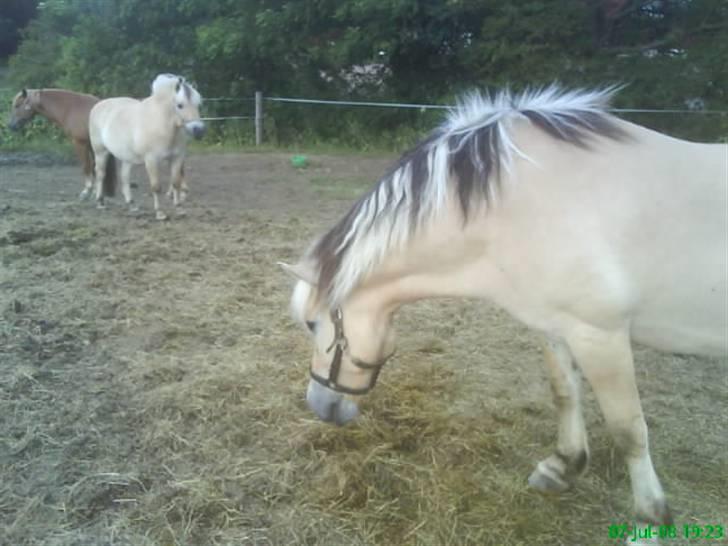 Fjordhest Thamas Hedebo billede 19