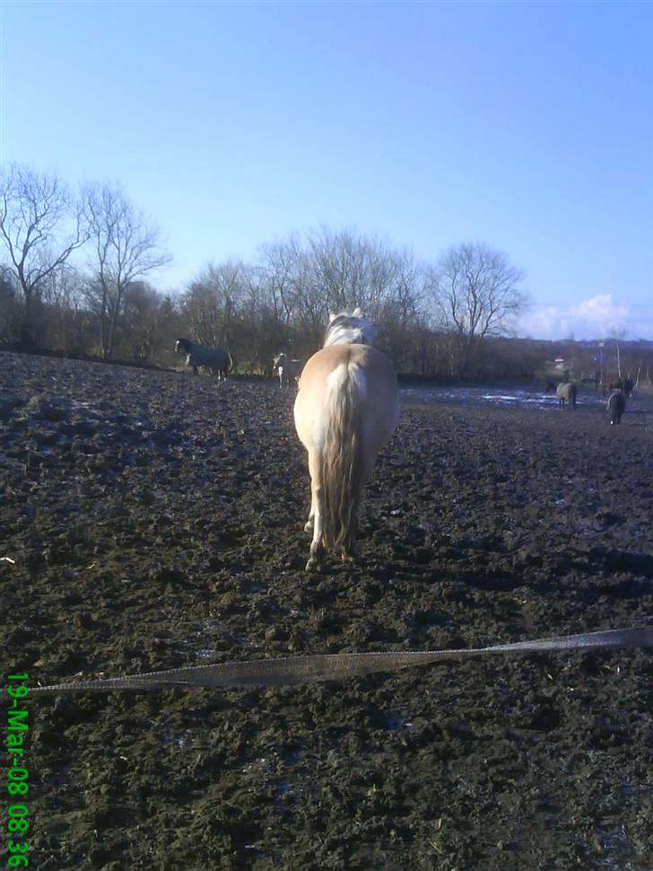 Fjordhest Thamas Hedebo billede 20