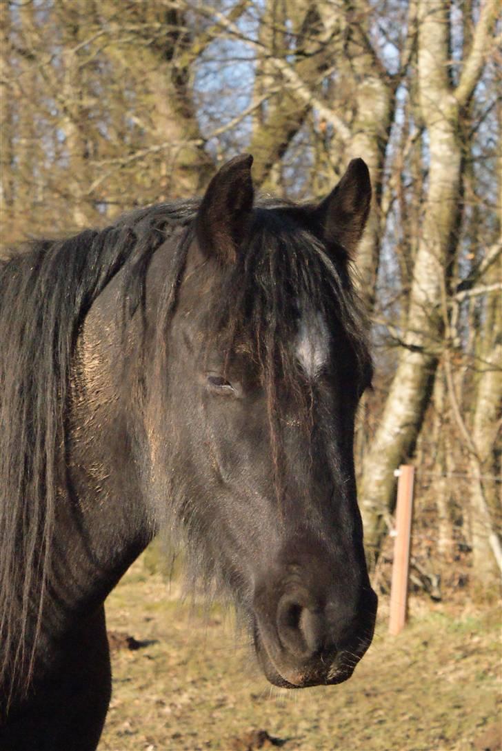 Irish Cob Crossbreed Thor billede 6