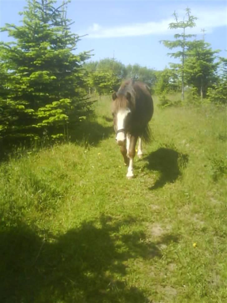 Welsh Mountain (sec A)  Samson R.I.P †<3 billede 8