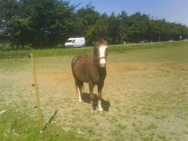 Welsh Mountain (sec A)  Samson R.I.P †<3 billede 9