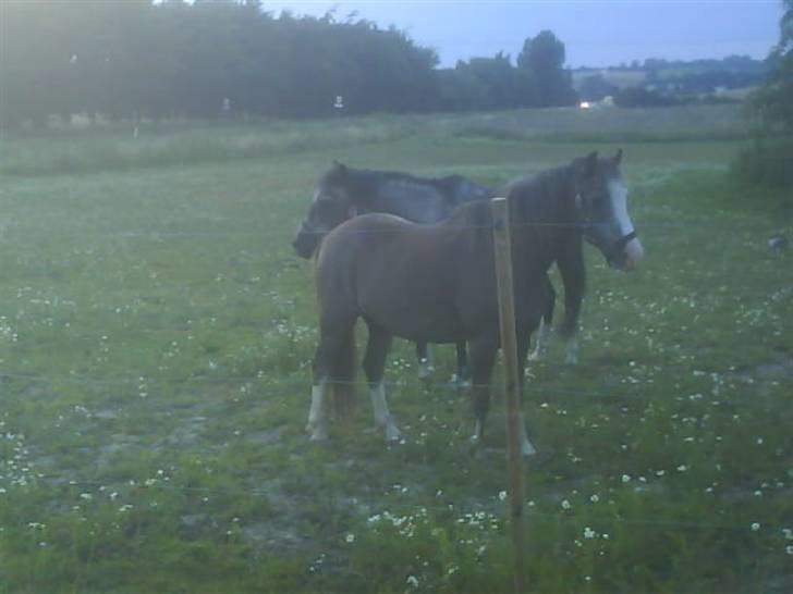 Welsh Mountain (sec A)  Samson R.I.P †<3 billede 10