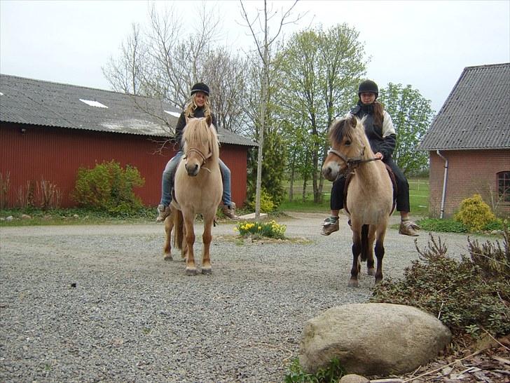 Islænder /Fjordhest, Pippi (Nÿpa) - Maj & Josie, det har virkelig været nogle fantastiske tider med jer! billede 7