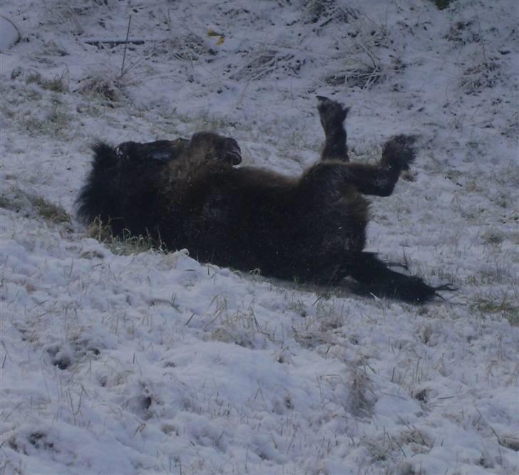 Miniature Justenborgs åge *R.I.P* - ta´r lige en rulletur i den friske sne! :P  fotograf: mig, Sorry for kval. taget med mobil.. billede 19