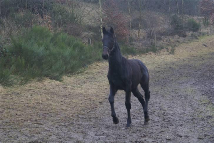 Dansk Varmblod June - June er lige kommet ud på folden for første gang<3 billede 2