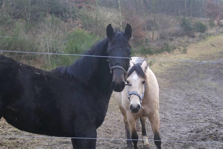 Dansk Varmblod June billede 4