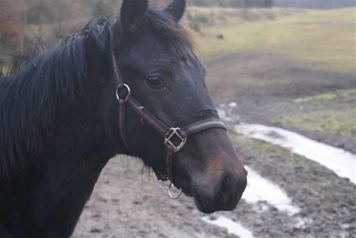 Dansk Varmblod June billede 5