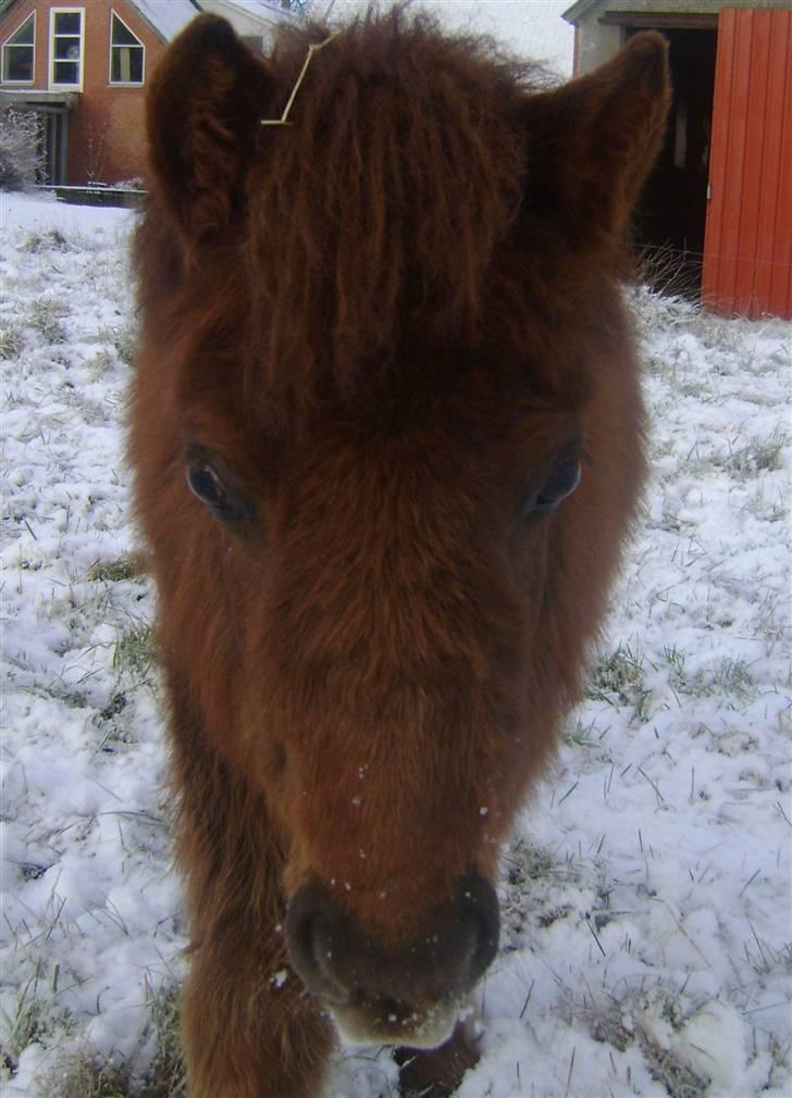 Shetlænder Mette - januar 09. hendes hæslige vane med at komme hen til en, når man sætter sig ned for at tage billeder. hæh billede 5