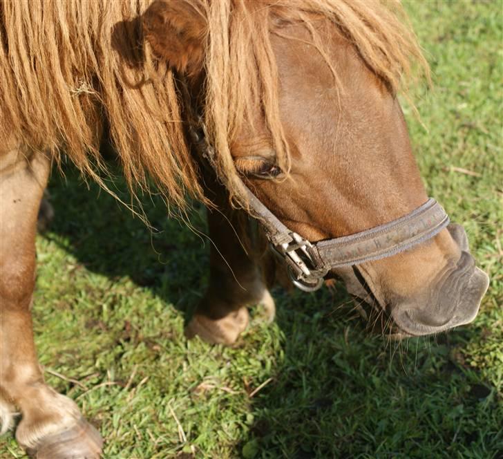 Shetlænder Hedelunds Anja - Fjolle-pony! 2009 billede 7