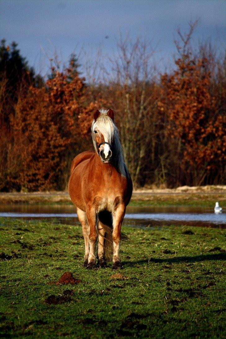 Haflinger wilma (mullepigen) solgt - velkommen til wilmas profil lig en bedømmelse og kommentar nu du er her. billede 1