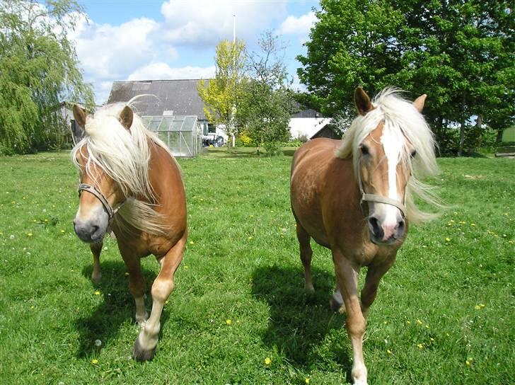 Haflinger wilma (mullepigen) solgt - her er wilma med hendes bedste ven wito. billede 3