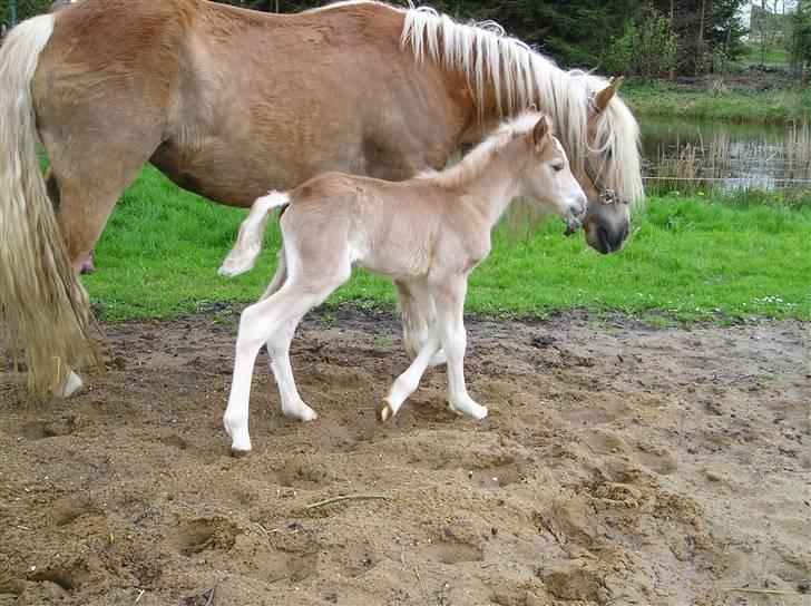 Haflinger wilma (mullepigen) solgt - her er wilma med hendes første føl billede 4