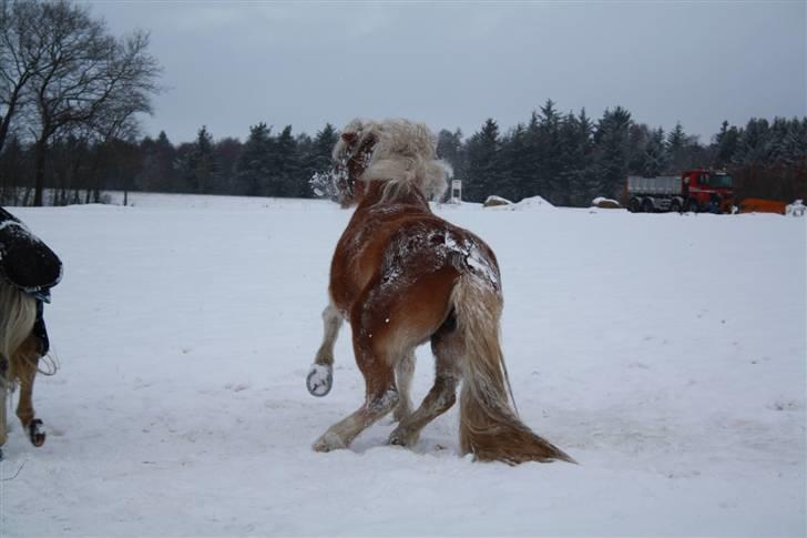 Haflinger wilma (mullepigen) solgt billede 5