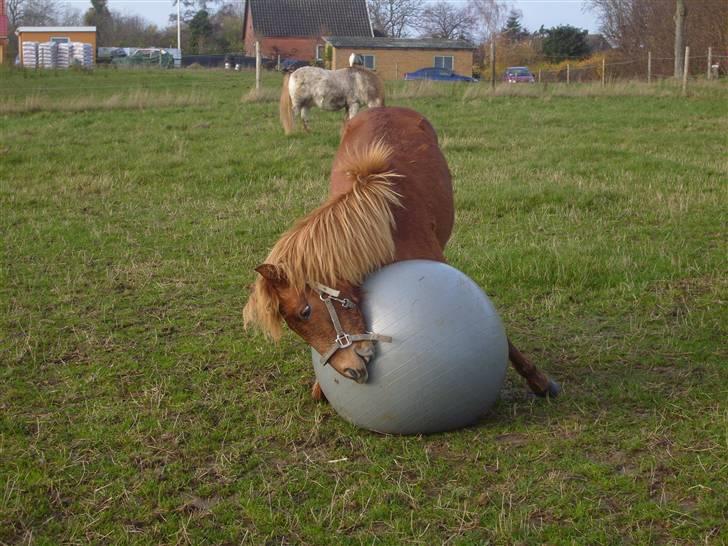 Anden særlig race | Smalagergårds Prins. - Spiller bold, er han ikk dygtig !? :) Foto: mig billede 4
